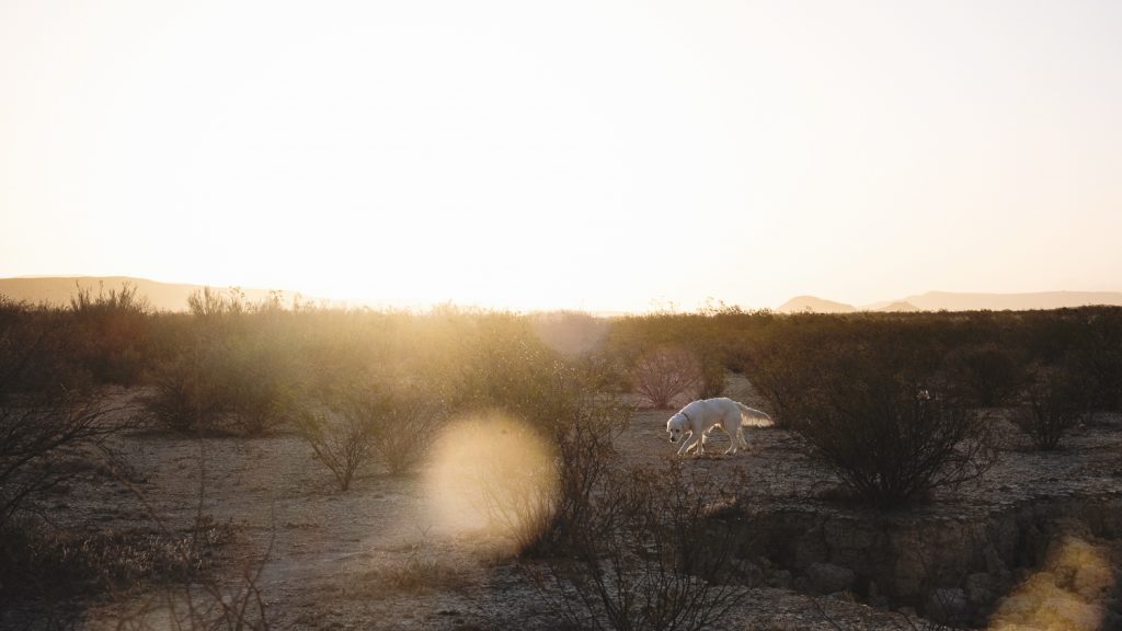 Evening light overlooking the desert with brush and Zeke backlit in the distance