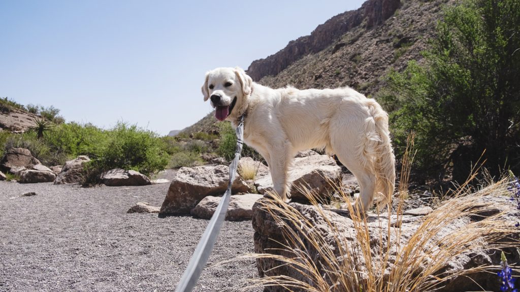 Zeke looking happy on a trail with grasses, green shrubs and a hill rising behind