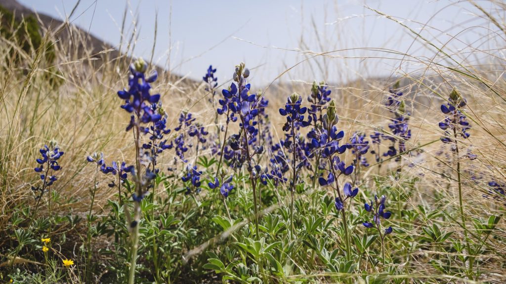 Purple flowers that look like larkspur rising from green stems and surrounded by brown grasses