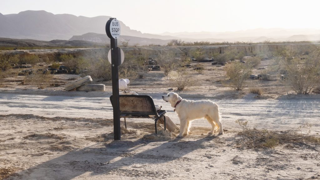 Hazy creamy desert view with mountains far off, and a quirky bus stop and bench with Zeke (my golden retriever) looking at it