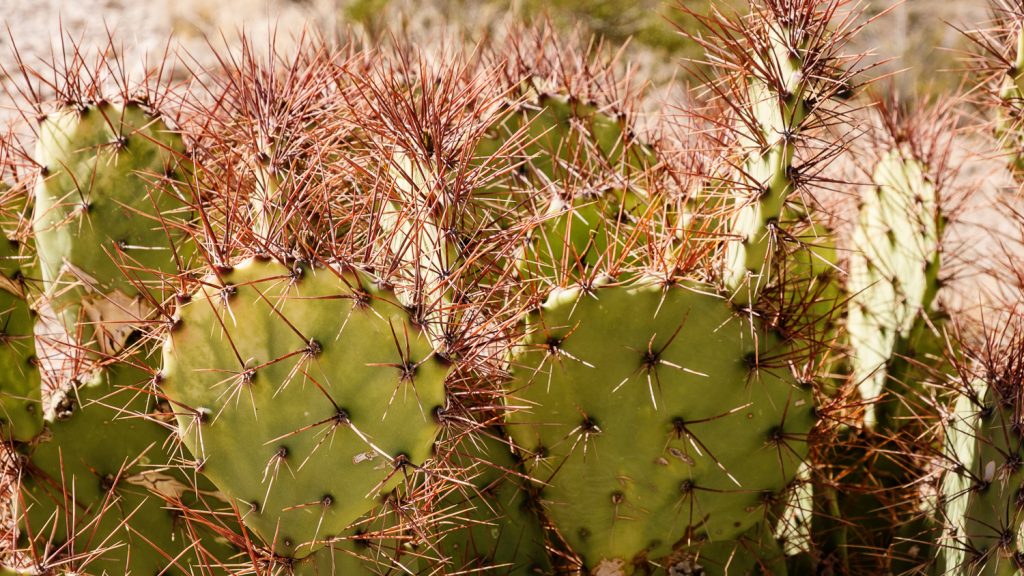 Green cacti with red prickers