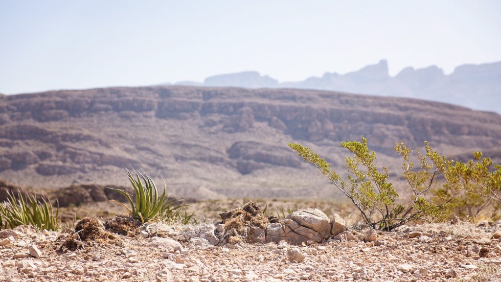 Layers of hazy landscape with green cacti rising from white rocks in the front and hills and jagged mountains in the distance