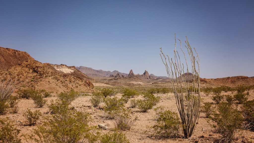 Desert view with various cacti in the foreground and jagged outcrops beyond