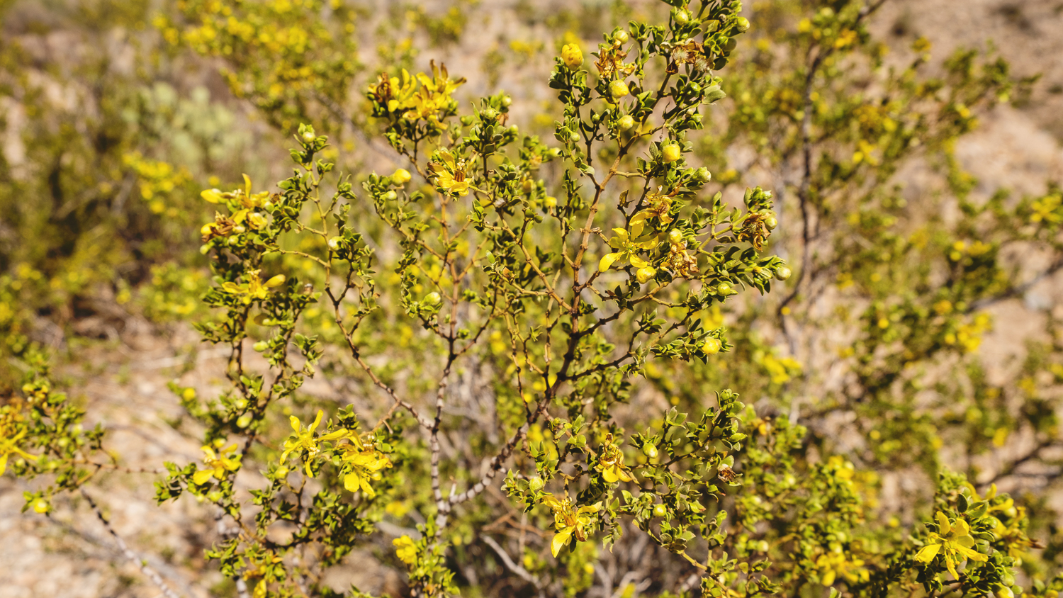 Big Bend-170