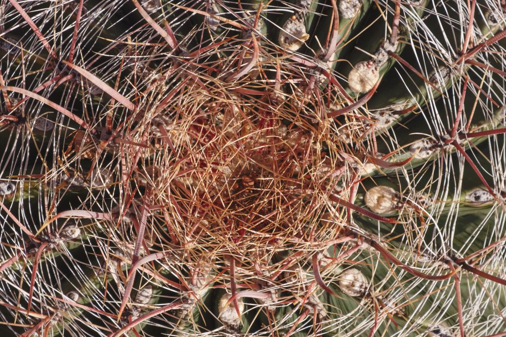 Closeup detail of a green cactuse with reddish spines and prickers
