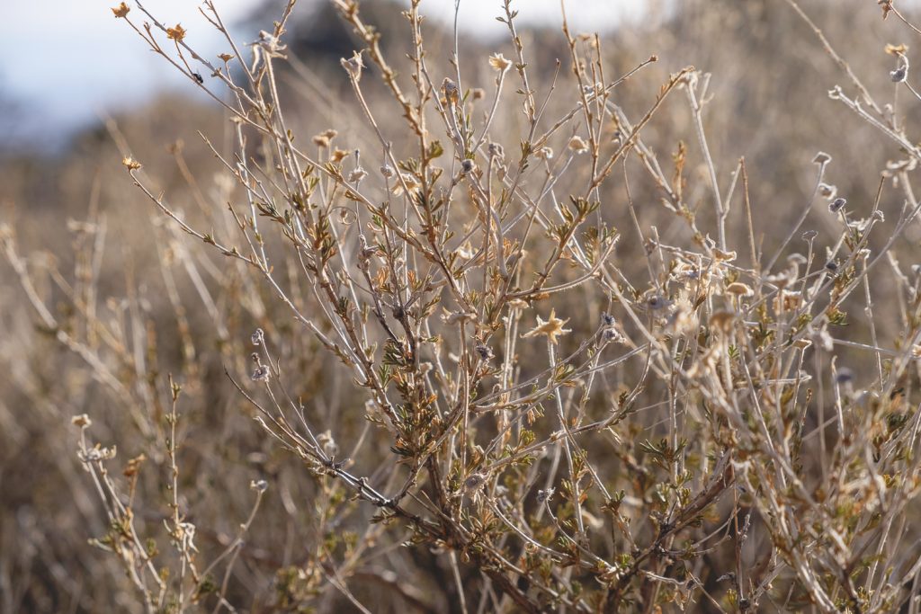 Closeup of brown desert weeds 