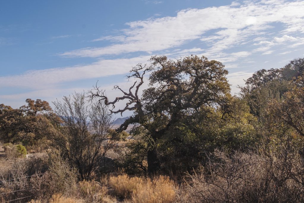 Jagged desert tree and misc groundcover 