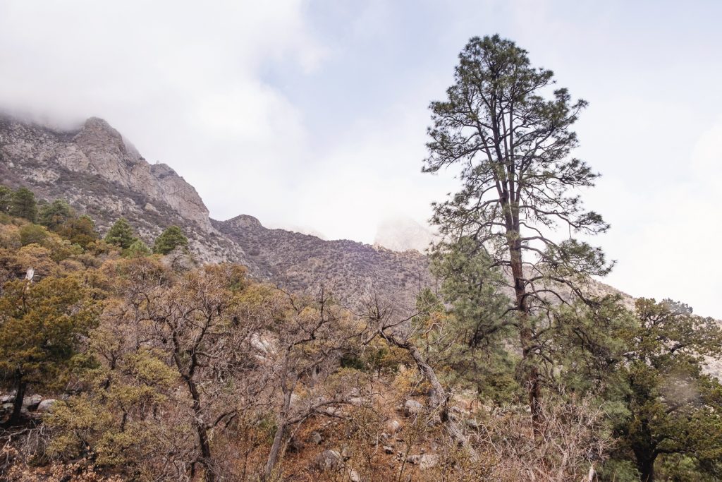 Tall tree with mountains towering above, with tops in the clouds