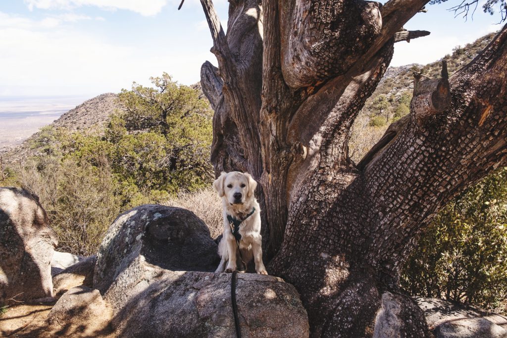 Zeke (my white golden retriever) resting on the side of the mountain on a rock under a tree