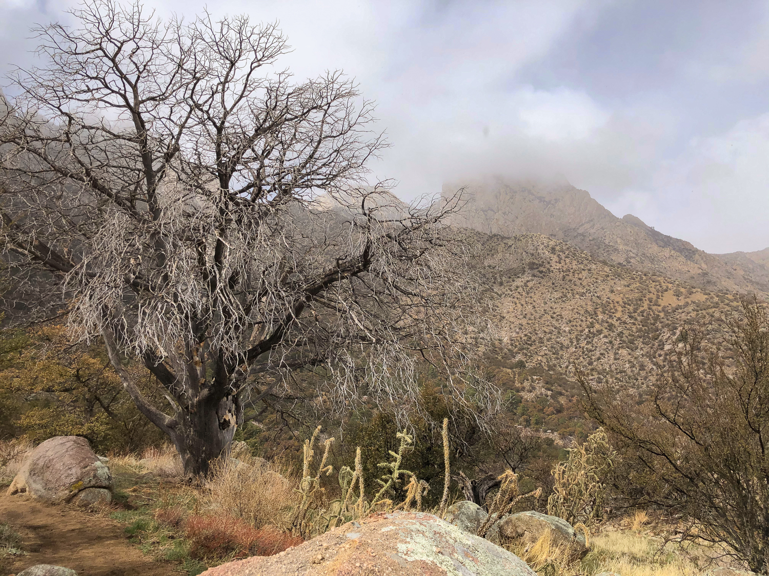 Organ Mountains iPhone-219