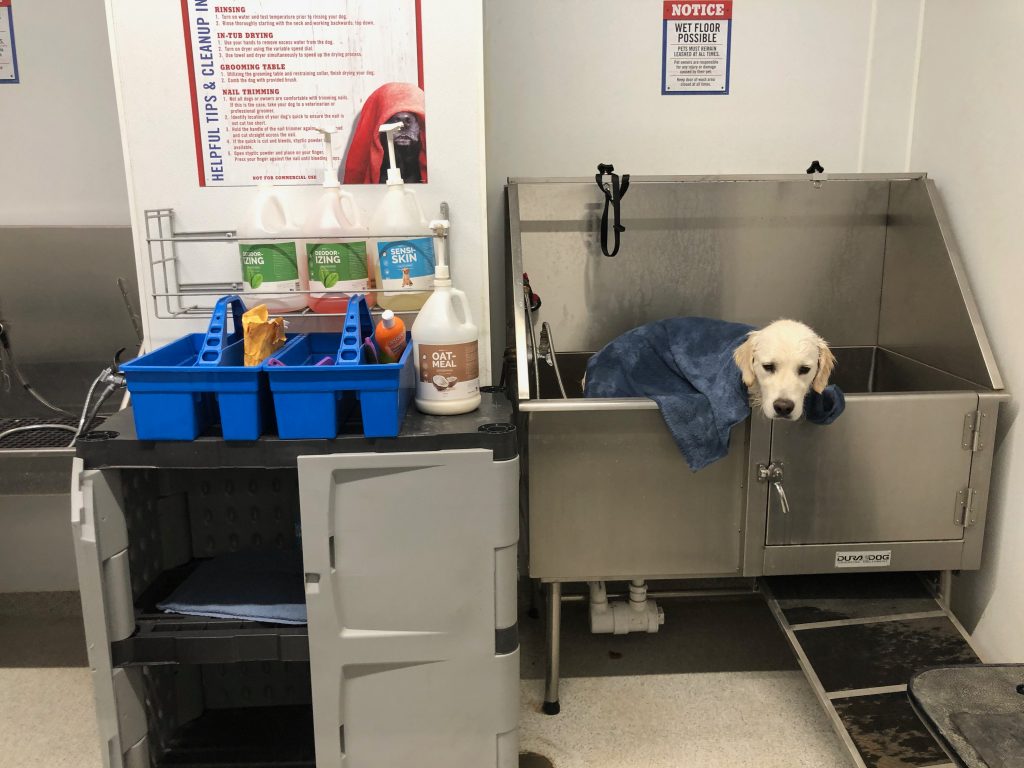 Dog wash station, with sad looking golden retriever in the bath
