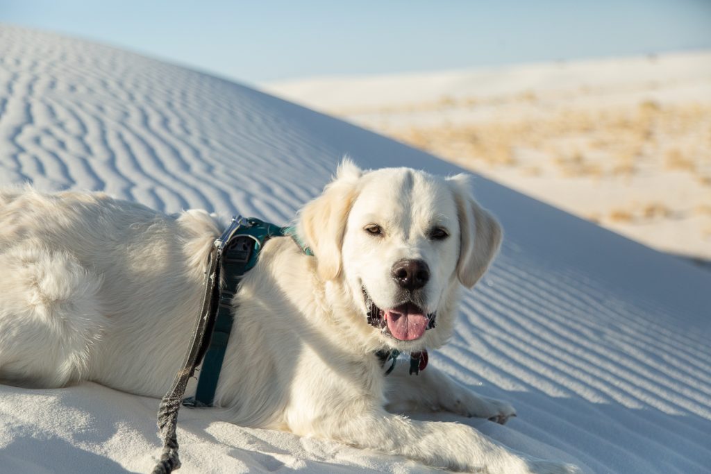 Closeup of Zeke (cream golden retriever) on a white sand dune.