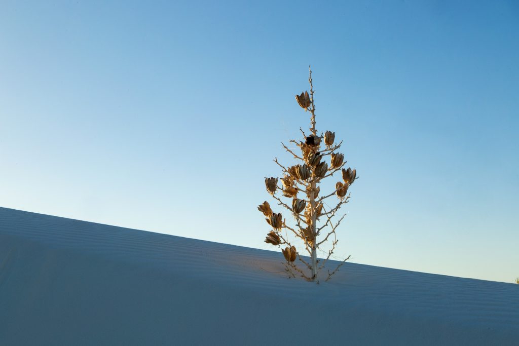 Dried up plant with pods emerging from a sand dune, with blue sky 