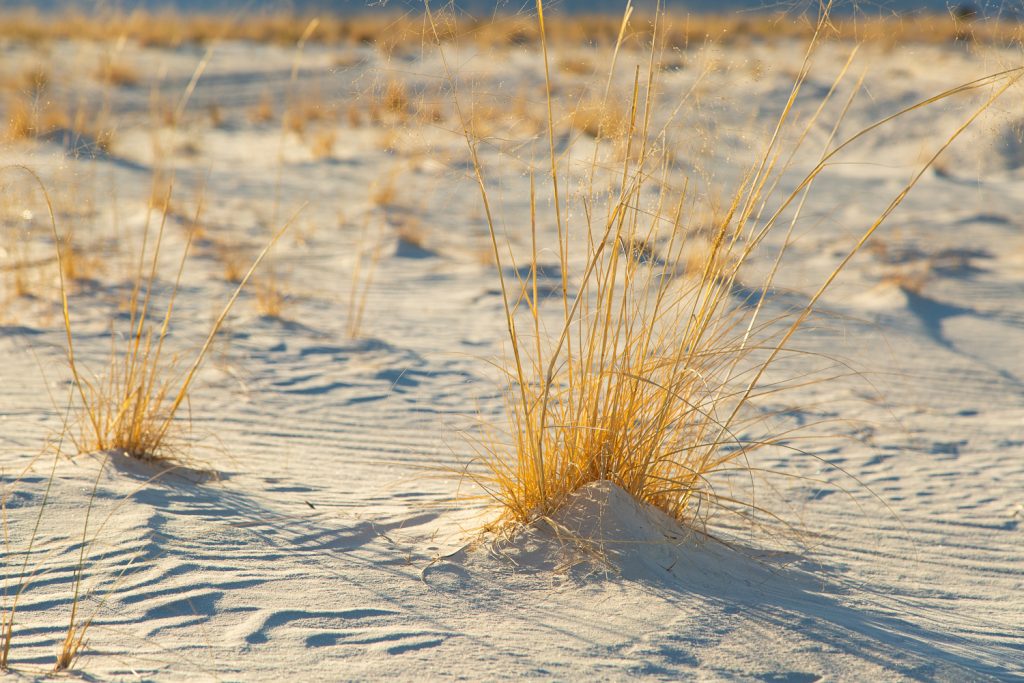 Grasses popping out of the white sand, with gentle ripples left by the wind
