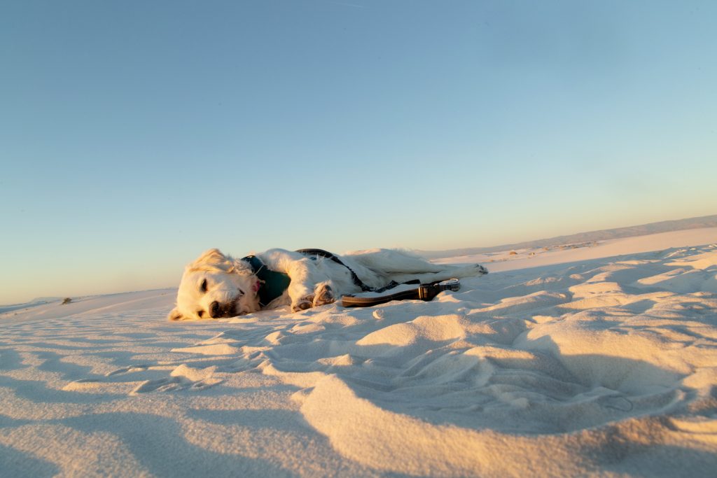 Zeke laying down in the sand as the sun starts to wane, with blue sky turning pink