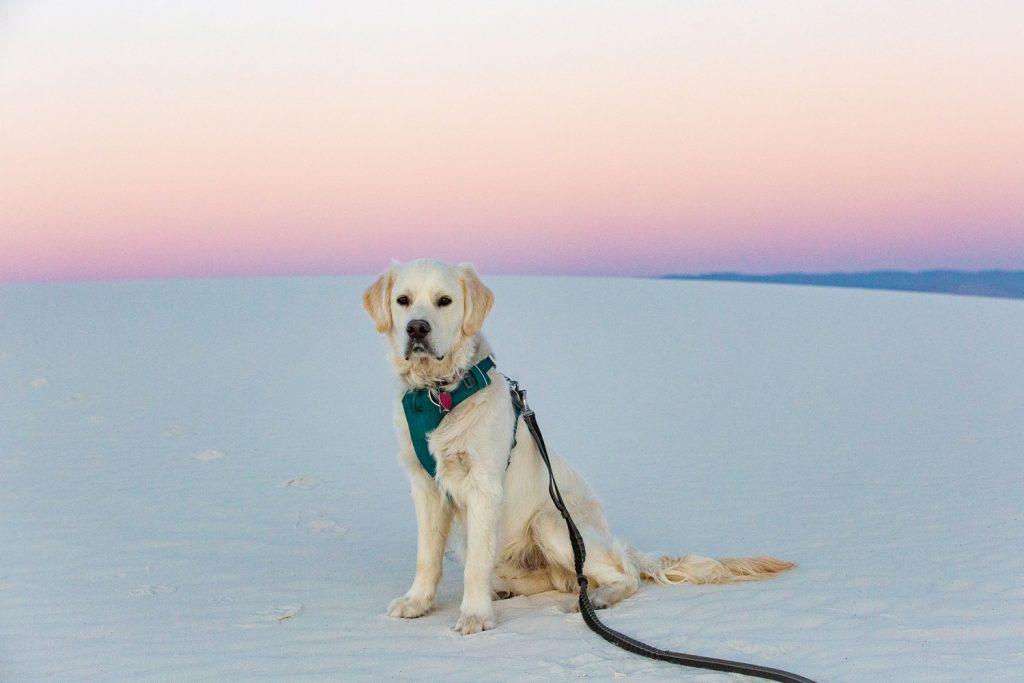 Zeke sitting for a portrait on the white sand as the sky turns purple and pink